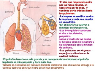 •El aire que respiramos entra
                                                   por las fosas nasales, en
                                                   ocasiones por la boca, y
                                                   continúa por la tráquea hasta
                                                   los pulmones.
                                                   •La traquea se ramifica en dos
                                                   bronquios y cada uno penetra
                                                   en un pulmón.
                                                   •En el interior se vuelven a
                                                   ramificar en bronquiolos.
                                                   •Los bronquiolos conducen
                                                   el aire a los alvéolos,
                                                   pequeños
                                                   sacos a través de los cuales
                                                   el oxígeno entra en la sangre y
                                                   se intercambia con el dióxido
                                                   de carbono.
                                                   •Los pulmones sor órganos
                                                   esponjosos situados en la
                                                   cavidad torácica.
•El pulmón derecho es más grande y se compone de tres lóbulos: el pulmón
izquierdo es más pequeño y tiene sólo dos.
•Debajo se encuentra un músculo llamado diafragma que al moverse empuja a la
                                                                             21
cavidad torácica para que entre el aire que respiramos
 