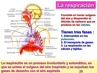 La respiración
                                       Consiste en tomar oxígeno
                                       del aire y desprender el
                                       dióxido de carbono que se
                                       produce en las células.

                                       Tienen tres fases :
                                       1. Intercambio en los
                                       pulmones.
                                       2. El transporte de gases.
                                       3. La respiración en las
                                       células y tejidos.




La respiración es un proceso involuntario y automático, en
que se extrae el oxígeno del aire inspirado y se expulsan 27
                                                          los
gases de desecho con el aire espirado               26
 