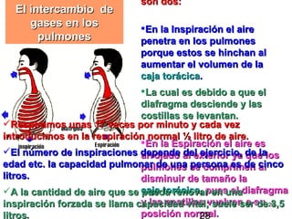 son dos:
  El intercambio de
     gases en los            En la Inspiración el aire
       pulmones              penetra en los pulmones
                             porque estos se hinchan al
                             aumentar el volumen de la
                             caja torácica.
                              La cual es debido a que el
                              diafragma desciende y las
                              costillas se levantan.
Respiramos unas 17 veces por minuto y cada vez
introducimos en la respiración normal ½ litro de aire.
                              En la Espiración el aire es
El número de inspiraciones depende al exterior ya de lalos
                              arrojado del ejercicio, que
edad etc. la capacidad pulmonar de una se comprimen cinco
                              pulmones persona es de al
litros.                       disminuir de tamaño la
A la cantidad de aire que se caja torácica, pues el diafragma
                              pueda renovar en una
inspiración forzada se llama capacidad vital; suele sersu 29
                              y las costillas vuelven a de 3,5
litros.                       posición normal.
                                            28
 