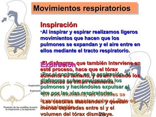 Movimientos respiratorios

 Inspiración
 •Al inspirar y espirar realizamos ligeros
 movimientos que hacen que los
 pulmones se expandan y el aire entre en
 ellos mediante el tracto respiratorio.

 •El diafragma, que también interviene en
 Expiración
 este proceso, hace que el tórax
 •Por el contrario, en la es ahí cuando los
 aumente su tamaño, y espiración, el
 diafragma se inflan realmente.los
 pulmones sube, presionando
 pulmones y haciéndoles expulsar el
 aire este las vías respiratorias. se
 •En por momento, las costillas
 levantan y se separan entre quedan es
 •Las costillas descienden y sí. Esto
 la inspiración
 menos separadas entre sí y el                30
 volumen del tórax disminuye.
                           29
 