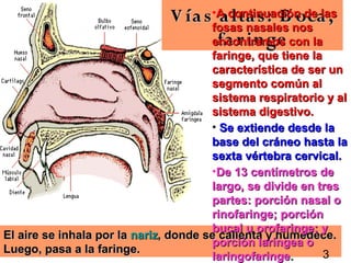V ía s •A continuación de las
                                        a lta s : B oca ,
                                      fosas nasales nos
                                       fa r in ge
                                      encontramos con la
                                       faringe, que tiene la
                                       característica de ser un
                                       segmento común al
                                       sistema respiratorio y al
                                       sistema digestivo.
                                       • Se extiende desde la
                                       base del cráneo hasta la
                                       sexta vértebra cervical.
                                       •De 13 centímetros de
                                       largo, se divide en tres
                                       partes: porción nasal o
                                       rinofaringe; porción
                                       bucal u orofaringe; y
El aire se inhala por la nariz, donde se calienta y humedece.
                                       porción laríngea o 4
Luego, pasa a la faringe.                                    3
                                       laringofaringe.
 