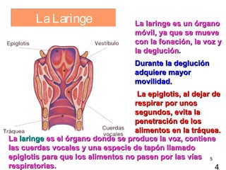La Laringe                   La laringe es un órgano
                                    móvil, ya que se mueve
                                    con la fonación, la voz y
                                    la deglución.
                                    Durante la deglución
                                    adquiere mayor
                                    movilidad.
                                    La epiglotis, al dejar de
                                   respirar por unos
                                   segundos, evita la
                                   penetración de los
                                   alimentos en la tráquea.
La laringe es el órgano donde se produce la voz, contiene
las cuerdas vocales y una especie de tapón llamado
epiglotis para que los alimentos no pasen por las vías 5
respiratorias.                                              4
 