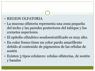  REGION OLFATORIA
 La mucosa olfatoria representa una zona pequeña
  del techo y las paredes posteriores del tabique y los
  cornetes superiores.
 El epitelio cilíndrico seudoestratificado es muy alto.
 En color fresco tiene un color pardo amarillento
  debido al contenido de pigmentos de las células de
  sostén
 Existen 3 tipos celulares: celulas olfatorias, de sostén
  y basales
 