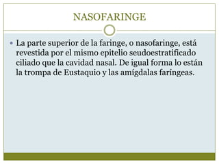 NASOFARINGE

 La parte superior de la faringe, o nasofaringe, está
 revestida por el mismo epitelio seudoestratificado
 ciliado que la cavidad nasal. De igual forma lo están
 la trompa de Eustaquio y las amígdalas faríngeas.
 