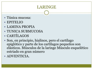 LARINGE

 Túnica mucosa:
 EPITELIO
 LAMINA PROPIA
 TUNICA SUBMUCOSA
 CARTÌLAGOS
 Son, en principio, hialinos, pero el cartílago
  epiglótico y parte de los cartílagos pequeños son
  elásticos. Músculos de la laringe Músculo esquelético
  estriado en gran número
 ADVENTICIA.
 