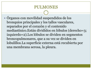 PULMONES

 Órganos con movilidad suspendidos de los
 bronquios principales y los tallos vasculares,
 separados por el corazón y el contenido
 mediastínico.Están divididos en lóbulos (derecho=3;
 izquierdo=2).Los lóbulos se dividen en segmentos
 broncopulmonares, que a su vez se dividen en
 lobulillos.La superficie externa está recubierta por
 una membrana serosa, la pleura.
 