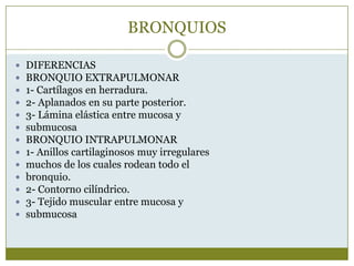 BRONQUIOS

   DIFERENCIAS
   BRONQUIO EXTRAPULMONAR
   1- Cartílagos en herradura.
   2- Aplanados en su parte posterior.
   3- Lámina elástica entre mucosa y
   submucosa
   BRONQUIO INTRAPULMONAR
   1- Anillos cartilaginosos muy irregulares
   muchos de los cuales rodean todo el
   bronquio.
   2- Contorno cilíndrico.
   3- Tejido muscular entre mucosa y
   submucosa
 