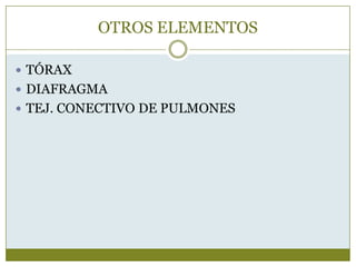 OTROS ELEMENTOS

 TÓRAX
 DIAFRAGMA
 TEJ. CONECTIVO DE PULMONES
 