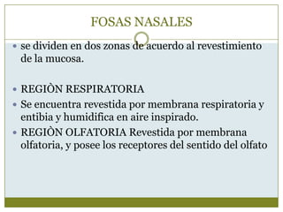 FOSAS NASALES
 se dividen en dos zonas de acuerdo al revestimiento
 de la mucosa.

 REGIÒN RESPIRATORIA
 Se encuentra revestida por membrana respiratoria y
  entibia y humidifica en aire inspirado.
 REGIÒN OLFATORIA Revestida por membrana
  olfatoria, y posee los receptores del sentido del olfato
 