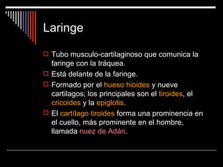 Laringe

 Tubo musculo-cartilaginoso que comunica la
  faringe con la tráquea.
 Está delante de la faringe.
 Formado por el hueso hioides y nueve
  cartílagos; los principales son el tiroides, el
  cricoides y la epiglotis.
 El cartílago tiroides forma una prominencia en
  el cuello, más prominente en el hombre,
  llamada nuez de Adán.
 
