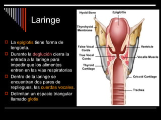 Laringe

 La epiglotis tiene forma de
  lengüeta.
 Durante la deglución cierra la
  entrada a la laringe para
  impedir que los alimentos
  entren en las vías respiratorias
 Dentro de la laringe se
  encuentran dos pares de
  repliegues, las cuerdas vocales.
 Delimitan un espacio triangular
  llamado glotis
 
