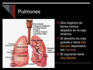 Pulmones

            Dos órganos de
             forma cónica,
             alojados en la caja
             torácica
            El derecho es más
             grande y tiene tres
             lóbulos deparados
             por cisuras.
            El izquierdo tiene
             dos lóbulos.
 