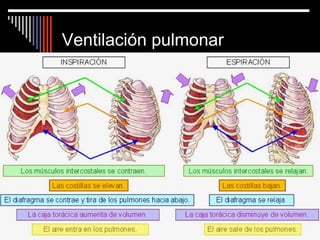 Ventilación pulmonar
 