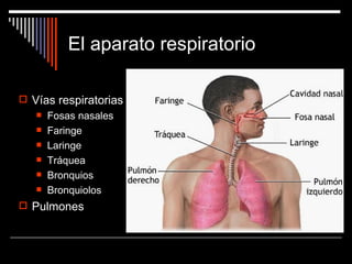 El aparato respiratorio

 Vías respiratorias
      Fosas nasales
      Faringe
      Laringe
      Tráquea
      Bronquios
      Bronquiolos
 Pulmones
 