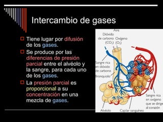 Intercambio de gases
 Tiene lugar por difusión
  de los gases.
 Se produce por las
  diferencias de presión
  parcial entre el alvéolo y
  la sangre, para cada uno
  de los gases.
 La presión parcial es
  proporcional a su
  concentración en una
  mezcla de gases.
 