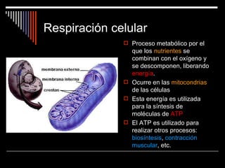 Respiración celular
               Proceso metabólico por el
                que los nutrientes se
                combinan con el oxígeno y
                se descomponen, liberando
                energía.
               Ocurre en las mitocondrias
                de las células
               Esta energía es utilizada
                para la síntesis de
                moléculas de ATP
               El ATP es utilizado para
                realizar otros procesos:
                biosíntesis, contracción
                muscular, etc.
 