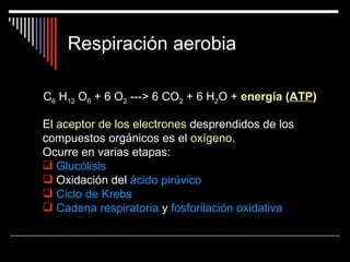 Respiración aerobia

C6 H12 O6 + 6 O2 ---> 6 CO2 + 6 H2O + energía (ATP)

El aceptor de los electrones desprendidos de los
compuestos orgánicos es el oxígeno.
Ocurre en varias etapas:
 Glucólisis
 Oxidación del ácido pirúvico
 Ciclo de Krebs
 Cadena respiratoria y fosforilación oxidativa
 