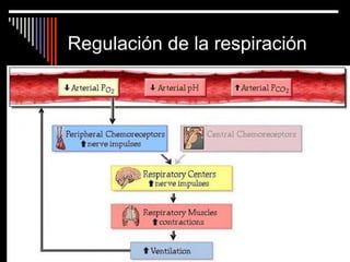 Regulación de la respiración
 