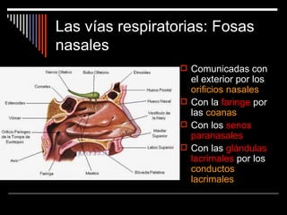 Las vías respiratorias: Fosas
nasales
                   Comunicadas con
                    el exterior por los
                    orificios nasales
                   Con la faringe por
                    las coanas
                   Con los senos
                    paranasales
                   Con las glándulas
                    lacrimales por los
                    conductos
                    lacrimales
 