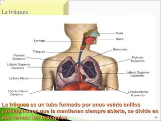 La tráquea es un tubo formado por unos veinte anillos
cartilaginosos que la mantienen siempre abierta, se divide en
dos ramas: los bronquios.                                   10
 