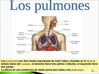 Los pulmones son dos masas esponjosas de color rojizo, situadas en el tórax a
ambos lados del corazón, el derecho tiene tres partes o lóbulos; el izquierdo tiene
dos partes.
La pleura es una membrana de doble pared que rodea a los pulmones.           12 13
 