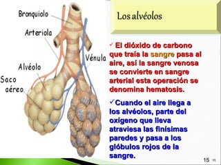 El dióxido de carbono
que traía la sangre pasa al
aire, así la sangre venosa
se convierte en sangre
arterial esta operación se
denomina hematosis.
Cuando el aire llega a
los alvéolos, parte del
oxígeno que lleva
atraviesa las finísimas
paredes y pasa a los
glóbulos rojos de la
sangre.
                              15   15
 