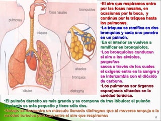 •El aire que respiramos entra
                                                   por las fosas nasales, en
                                                   ocasiones por la boca, y
                                                   continúa por la tráquea hasta
                                                   los pulmones.
                                                   •La tráquea se ramifica en dos
                                                   bronquios y cada uno penetra
                                                   en un pulmón.
                                                   •En el interior se vuelven a
                                                   ramificar en bronquiolos.
                                                   •Los bronquiolos conducen
                                                   el aire a los alvéolos,
                                                   pequeños
                                                   sacos a través de los cuales
                                                   el oxígeno entra en la sangre y
                                                   se intercambia con el dióxido
                                                   de carbono.
                                                   •Los pulmones sor órganos
                                                   esponjosos situados en la
                                                   cavidad torácica.
•El pulmón derecho es más grande y se compone de tres lóbulos: el pulmón
izquierdo es más pequeño y tiene sólo dos.
•Debajo se encuentra un músculo llamado diafragma que al moverse empuja a la
cavidad torácica para que entre el aire que respiramos                          17
 