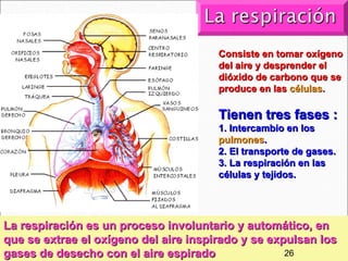 Consiste en tomar oxígeno
                                        del aire y desprender el
                                        dióxido de carbono que se
                                        produce en las células.

                                        Tienen tres fases :
                                        1. Intercambio en los
                                        pulmones.
                                        2. El transporte de gases.
                                        3. La respiración en las
                                        células y tejidos.




La respiración es un proceso involuntario y automático, en
que se extrae el oxígeno del aire inspirado y se expulsan los
gases de desecho con el aire espirado               26       20
 