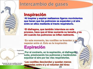 Inspiración
•Al inspirar y espirar realizamos ligeros movimientos
que hacen que los pulmones se expandan y el aire
entre en ellos mediante el tracto respiratorio.

•El diafragma, que también interviene en este
proceso, hace que el tórax aumente su tamaño, y es
ahí cuando los pulmones se inflan realmente.

•En este momento, las costillas se levantan y se
separan entre sí. Esto es la inspiración
Expiración
•Por el contrario, en la espiración, el diafragma
sube, presionando los pulmones y haciéndoles
expulsar el aire por las vías respiratorias.
•Las costillas descienden y quedan menos
separadas entre sí y el volumen del tórax
disminuye.                     29                       21
 