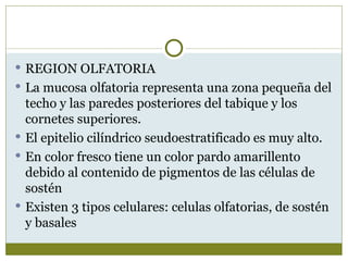  REGION OLFATORIA
 La mucosa olfatoria representa una zona pequeña del
  techo y las paredes posteriores del tabique y los
  cornetes superiores.
 El epitelio cilíndrico seudoestratificado es muy alto.
 En color fresco tiene un color pardo amarillento
  debido al contenido de pigmentos de las células de
  sostén
 Existen 3 tipos celulares: celulas olfatorias, de sostén
  y basales
 