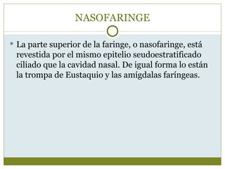 NASOFARINGE

 La parte superior de la faringe, o nasofaringe, está
 revestida por el mismo epitelio seudoestratificado
 ciliado que la cavidad nasal. De igual forma lo están
 la trompa de Eustaquio y las amígdalas faríngeas.
 