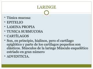 LARINGE

 Túnica mucosa:
 EPITELIO
 LAMINA PROPIA
 TUNICA SUBMUCOSA
 CARTÌLAGOS
 Son, en principio, hialinos, pero el cartílago
  epiglótico y parte de los cartílagos pequeños son
  elásticos. Músculos de la laringe Músculo esquelético
  estriado en gran número
 ADVENTICIA.
 