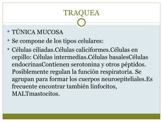 TRAQUEA

 TÚNICA MUCOSA
 Se compone de los tipos celulares:
 Células ciliadas.Células caliciformes.Células en
 cepillo: Células intermedias.Células basalesCélulas
 endocrinasContienen serotonina y otros péptidos.
 Posiblemente regulan la función respiratoria. Se
 agrupan para formar los cuerpos neuroepiteliales.Es
 frecuente encontrar también linfocitos,
 MALTmastocitos.
 