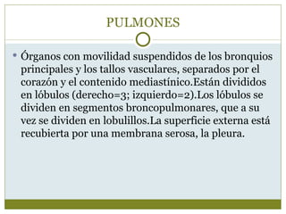 PULMONES

 Órganos con movilidad suspendidos de los bronquios
 principales y los tallos vasculares, separados por el
 corazón y el contenido mediastínico.Están divididos
 en lóbulos (derecho=3; izquierdo=2).Los lóbulos se
 dividen en segmentos broncopulmonares, que a su
 vez se dividen en lobulillos.La superficie externa está
 recubierta por una membrana serosa, la pleura.
 