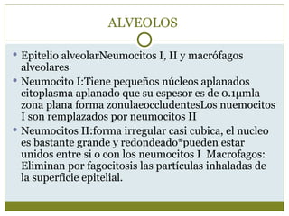 ALVEOLOS

 Epitelio alveolarNeumocitos I, II y macrófagos
  alveolares
 Neumocito I:Tiene pequeños núcleos aplanados
  citoplasma aplanado que su espesor es de 0.1μmla
  zona plana forma zonulaeoccludentesLos nuemocitos
  I son remplazados por neumocitos II
 Neumocitos II:forma irregular casi cubica, el nucleo
  es bastante grande y redondeado*pueden estar
  unidos entre si o con los neumocitos I Macrofagos:
  Eliminan por fagocitosis las partículas inhaladas de
  la superficie epitelial.
 