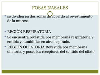 FOSAS NASALES
 se dividen en dos zonas de acuerdo al revestimiento
 de la mucosa.

 REGIÒN RESPIRATORIA
 Se encuentra revestida por membrana respiratoria y
  entibia y humidifica en aire inspirado.
 REGIÒN OLFATORIA Revestida por membrana
  olfatoria, y posee los receptores del sentido del olfato
 