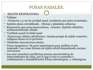 FOSAS NASALES.
    REGIÓN RESPIRATORIA
   Tabique
   .-Primeros 1.5 cm de cavidad nasal ,recubierto por pelos terminales.
   Epitelio plano estratificado . vibrisas y glándulas sebáceas.
   Representa una zona mucocutánea, cornetes Epitelio cilíndrico
    seudoestratificado ciliado.
   Vestíbulo nasal Cavidad nasal
   .Numerosas células caliciformes. Lámina propia de tejido conectivo
    colágeno denso en el periostio.
   Glàndulas mucoserosas mixtas,
   Vasos sanguíneos: De gran importancia para entibiar el aire
    inspirado. Las venas forman un tejido eréctil denominado cuerpos
    cavernosos.
   Las asas vasculares periféricas poseen características de
    intercambiador de calor, por lo que el aire es sometido a
    entibiamiento y humidificación.Fibras adrenérgicas y colinèrgicas.
 