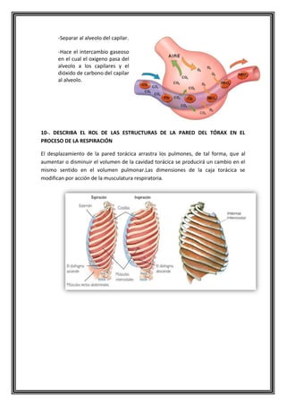 -Separar al alveolo del capilar.
-Hace el intercambio gaseoso
en el cual el oxigeno pasa del
alveolo a los capilares y el
dióxido de carbono del capilar
al alveolo.
10-. DESCRIBA EL ROL DE LAS ESTRUCTURAS DE LA PARED DEL TÓRAX EN EL
PROCESO DE LA RESPIRACIÓN
El desplazamiento de la pared torácica arrastra los pulmones, de tal forma, que al
aumentar o disminuir el volumen de la cavidad torácica se producirá un cambio en el
mismo sentido en el volumen pulmonar.Las dimensiones de la caja torácica se
modifican por acción de la musculatura respiratoria.
 