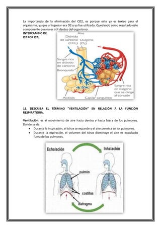 La importancia de la eliminación del CO2, es porque este ya es toxico para el
organismo, ya que al ingresar era O2 y ya fue utilizado. Quedando como resultado este
componente que no es útil dentro del organismo.
INTERCAMBIO DE
O2 POR O2:
13. DESCRIBA EL TÉRMINO “VENTILACIÓN” EN RELACIÓN A LA FUNCIÓN
RESPIRATORIA.
Ventilación: es el movimiento de aire hacia dentro y hacia fuera de los pulmones.
Donde se da:
Durante la inspiración, el tórax se expande y el aire penetra en los pulmones.
Durante la espiración, el volumen del tórax disminuye el aire es expulsado
fuera de los pulmones.
 