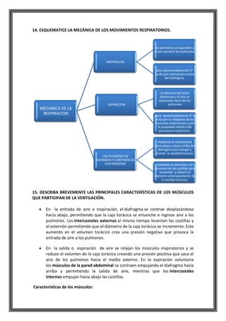 14. ESQUEMATICE LA MECÁNICA DE LOS MOVIMIENTOS RESPIRATORIOS.
15. DESCRIBA BREVEMENTE LAS PRINCIPALES CARACTERÍSTICAS DE LOS MÚSCULOS
QUE PARTICIPAN DE LA VENTILACIÓN.
En la entrada de aire o inspiración, el diafragma se contrae desplazándose
hacia abajo, permitiendo que la caja torácica se ensanche e ingrese aire a los
pulmones. Los intercostales externos al mismo tiempo levantan las costillas y
el esternón permitiendo que el diámetro de la caja torácica se incremente. Este
aumento en el volumen torácico crea una presión negativa que provoca la
entrada de aire a los pulmones.
En la salida o espiración de aire se relajan los músculos inspiratorios y se
reduce el volumen de la caja torácica creando una presión positiva que saca el
aire de los pulmones hacia el medio externo. En la espiración voluntaria
los músculos de la pared abdominal se contraen empujando el diafragma hacia
arriba y permitiendo la salida de aire, mientras que los intercostales
internos empujan hacia abajo las costillas.
Características de los músculos:
MECANICA DE LA
RESPIRACION
INSPIRACION
los pulmones se expanden y
el aire penetra los pulmones.
dura aproximadamente 2"
se da por contraccion activa
del diafragma.
EXPIRACION
el volumen del torax
disminuye y el aire es
expulsado fuera de los
pulmones
dura aproximadamente 3" y
se da por la relajacion de los
musculos inspiratorios y por
la propiedad elastica del
parenquima pulmonar.
LOS PULMONES SE
EXPANDEN Y CONTRAEN DE
DOS MANERAS
mediante el movimiento
hacia abajo y hacia arriba del
diafragma para alargar y
acortar la cavidad toracica.
mediante la elevacion y el
descenso de las costillas para
aumentar y reducir el
diametro anterioposterior de
la cavidad toracica.
 