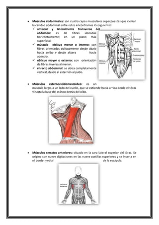 Músculos abdominales: son cuatro capas musculares superpuestas que cierran
la cavidad abdominal entre estos encontramos los siguientes:
 anterior y lateralmente transverso del
abdomen: es de fibras ubicadas
horizontalmente; en un plano más
superficial.
 músculo oblicuo menor o interno: con
fibras orientadas oblicuamente desde abajo
hacia arriba y desde afuera hacia
adentro.
 oblicuo mayor o externo: con orientación
de fibras inversa al menor.
 el recto abdominal: se ubica completamente
vertical, desde el esternón al pubis.
Músculos esternocleidomastoideo: es un
músculo largo, a un lado del cuello, que se extiende hacia arriba desde el tórax
y hasta la base del cráneo detrás del oído.
Músculos serratos anteriores: situado en la cara lateral superior del tórax. Se
origina con nueve digitaciones en las nueve costillas superiores y se inserta en
el borde medial de la escápula.
 