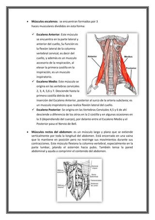Músculos escalenos: se encuentran formados por 3
haces musculares divididos en esta forma:
 Escaleno Anterior: Este músculo
se encuentra en la parte lateral y
anterior del cuello, Su función es
la flexión lateral de la columna
vertebral cervical, es decir del
cuello, y además es un musculo
accesorio de la respiración, al
elevar la primera costilla en la
inspiración, es un musculo
inspiratorio.
 Escaleno Medio: Este músculo se
origina en las vertebras cervicales
2, 3, 4, 5,6 y 7. Desciende hasta la
primera costilla detrás de la
inserción del Escaleno Anterior, posterior al surco de la arteria subclavia; es
un musculo inspiratorio que realiza flexión lateral del cuello.
 Escaleno Posterior: Se origina en las Vertebras Cervicales 4,5 y 6 de ahí
desciende a diferencia de los otros en la 2 costilla y en algunas ocasiones en
la 3 (dependiendo del cuerpo), por delante entre el Escaleno Medio y el
Posterior pasa el Nervio de Bell.
Músculos rectos del abdomen: es un músculo largo y plano que se extiende
verticalmente por toda la longitud del abdomen. Está encerrado en una vaina
que lo mantiene en posición pero no restringe sus movimientos durante sus
contracciones. Este músculo flexiona la columna vertebral, especialmente en la
parte lumbar, jalando el esternón hacia pubis. También tensa la pared
abdominal y ayuda a comprimir el contenido del abdomen.
 