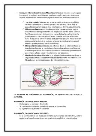 Músculos intercostales internos: Músculos anchos que situados en un espacio
intercostal, lo revisten, se distinguen tres intercostales: externos, internos e
íntimos. Los externos están cubiertos por los músculos extrínsecos del tórax.
 Los intercostales internos: en su parte media se insertan en el labio
interno y externo de la costilla que está por encima; a este nivel el
paquete vasculonervioso se sitúa en el espesor del intercostal interno.
 El intercostal externo: es el más superficial y se extiende en toda la
circunferencia de la pared entre los respectivos bordes de las costillas.
Sus fibras se orientan oblicuamente hacia abajo y lateralmente en la
pared posterior de tórax y hacia abajo y medial en la pared anterior.
Cada músculos se extiende entre los tubérculos costales hasta la unión
costocondral a nivel de la cual dan origen a la membrana intercostal
externa que se prolonga hasta el esternón.
 El músculo intercostal interno: se extiende desde el esternón hasta el
ángulo costal donde se continúa con la membrana intercostal interna
sus fibras presentan una orientación oblicua hacia abajo y lateralmente
por delante y hacia abajo y medialmente por posterior.
 El músculo intercostal íntimo: es el más profundo se extiende desde el
ángulo costal hasta seis centímetros del borde lateral del esternón. Sus
fibras tienen la misma dirección del intercostal interno.
16. DESCRIBA EL FENÓMENO DE INSPIRACIÓN, EN CONDICIONES DE REPOSO Y
ESFUERZO.
INSPIRACIÓN EN CONDICION DE REPOSO:
- El diafragma se contrae y desciende.
- Se contraen los músculos que elevan y separan las costillas.
- La caja torácica aumenta de volumen
INSPIRACIÓN EN CONDICION DE ESFUERZO:
- Es la contracción de los músculos del tórax aumentando los diámetros, antero-
posterior y los pulmones siguen los movimientos del tórax extendiéndose
 