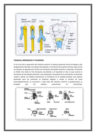 TRAQUEA, BRONQUIOS Y PULMONES
En el curso de su separación del intestino anterior, el esbozo pulmonar forma la tráquea y dos
evaginaciones laterales, los esbozos bronquiales, al comienzo de la quinta semana cada uno de
los esbozos se agranda para formar los bronquios principales derecho e izquierdo; El derecho
se divide más tarde en tres bronquios secundarios y el izquierdo en dos, lo que anuncia la
formación de tres lóbulos derechos y dos izquierdos. Al producirse el crecimiento en dirección
caudal y lateral, los esbozos pulmonares se introducen en la cavidad corporal, este espacio
destinado para los pulmones es bastante angosto y recibe el nombre de canal
pericardioperitoneal, se encuentra a cada lado del intestino anterior y gradualmente es
ocupado por los esbozos pulmonares en crecimiento.
 