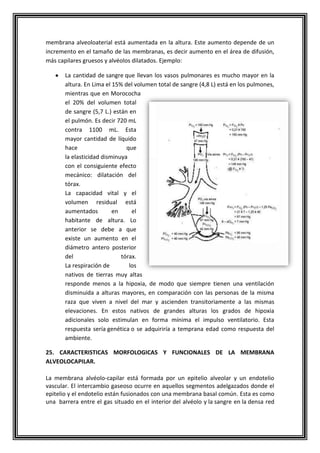 membrana alveoloaterial está aumentada en la altura. Este aumento depende de un
incremento en el tamaño de las membranas, es decir aumento en el área de difusión,
más capilares gruesos y alvéolos dilatados. Ejemplo:
La cantidad de sangre que llevan los vasos pulmonares es mucho mayor en la
altura. En Lima el 15% del volumen total de sangre (4,8 L) está en los pulmones,
mientras que en Morococha
el 20% del volumen total
de sangre (5,7 L.) están en
el pulmón. Es decir 720 mL
contra 1100 mL. Esta
mayor cantidad de líquido
hace que
la elasticidad disminuya
con el consiguiente efecto
mecánico: dilatación del
tórax.
La capacidad vital y el
volumen residual está
aumentados en el
habitante de altura. Lo
anterior se debe a que
existe un aumento en el
diámetro antero posterior
del tórax.
La respiración de los
nativos de tierras muy altas
responde menos a la hipoxia, de modo que siempre tienen una ventilación
disminuida a alturas mayores, en comparación con las personas de la misma
raza que viven a nivel del mar y ascienden transitoriamente a las mismas
elevaciones. En estos nativos de grandes alturas los grados de hipoxia
adicionales solo estimulan en forma mínima el impulso ventilatorio. Esta
respuesta sería genética o se adquiriría a temprana edad como respuesta del
ambiente.
25. CARACTERISTICAS MORFOLOGICAS Y FUNCIONALES DE LA MEMBRANA
ALVEOLOCAPILAR.
La membrana alvéolo-capilar está formada por un epitelio alveolar y un endotelio
vascular. El intercambio gaseoso ocurre en aquellos segmentos adelgazados donde el
epitelio y el endotelio están fusionados con una membrana basal común. Esta es como
una barrera entre el gas situado en el interior del alvéolo y la sangre en la densa red
 