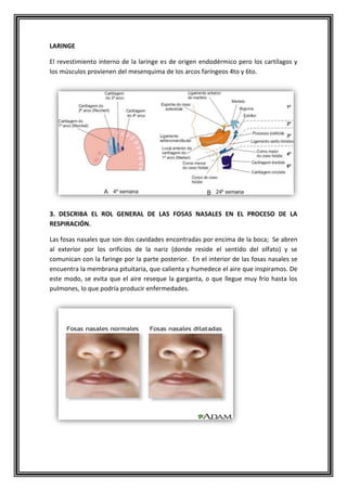 LARINGE
El revestimiento interno de la laringe es de origen endodérmico pero los cartílagos y
los músculos provienen del mesenquima de los arcos faríngeos 4to y 6to.
3. DESCRIBA EL ROL GENERAL DE LAS FOSAS NASALES EN EL PROCESO DE LA
RESPIRACIÓN.
Las fosas nasales que son dos cavidades encontradas por encima de la boca; Se abren
al exterior por los orificios de la nariz (donde reside el sentido del olfato) y se
comunican con la faringe por la parte posterior. En el interior de las fosas nasales se
encuentra la membrana pituitaria, que calienta y humedece el aire que inspiramos. De
este modo, se evita que el aire reseque la garganta, o que llegue muy frío hasta los
pulmones, lo que podría producir enfermedades.
 
