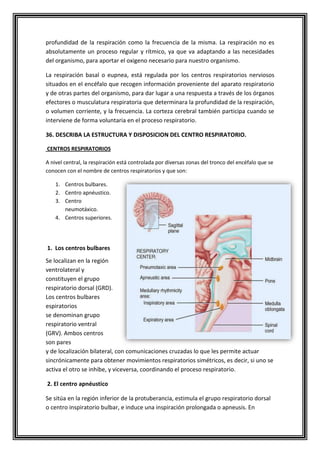 profundidad de la respiración como la frecuencia de la misma. La respiración no es
absolutamente un proceso regular y rítmico, ya que va adaptando a las necesidades
del organismo, para aportar el oxigeno necesario para nuestro organismo.
La respiración basal o eupnea, está regulada por los centros respiratorios nerviosos
situados en el encéfalo que recogen información proveniente del aparato respiratorio
y de otras partes del organismo, para dar lugar a una respuesta a través de los órganos
efectores o musculatura respiratoria que determinara la profundidad de la respiración,
o volumen corriente, y la frecuencia. La corteza cerebral también participa cuando se
interviene de forma voluntaria en el proceso respiratorio.
36. DESCRIBA LA ESTRUCTURA Y DISPOSICION DEL CENTRO RESPIRATORIO.
CENTROS RESPIRATORIOS
A nivel central, la respiración está controlada por diversas zonas del tronco del encéfalo que se
conocen con el nombre de centros respiratorios y que son:
1. Centros bulbares.
2. Centro apnéustico.
3. Centro
neumotáxico.
4. Centros superiores.
1. Los centros bulbares
Se localizan en la región
ventrolateral y
constituyen el grupo
respiratorio dorsal (GRD).
Los centros bulbares
espiratorios
se denominan grupo
respiratorio ventral
(GRV). Ambos centros
son pares
y de localización bilateral, con comunicaciones cruzadas lo que les permite actuar
sincrónicamente para obtener movimientos respiratorios simétricos, es decir, si uno se
activa el otro se inhibe, y viceversa, coordinando el proceso respiratorio.
2. El centro apnéustico
Se sitúa en la región inferior de la protuberancia, estimula el grupo respiratorio dorsal
o centro inspiratorio bulbar, e induce una inspiración prolongada o apneusis. En
 