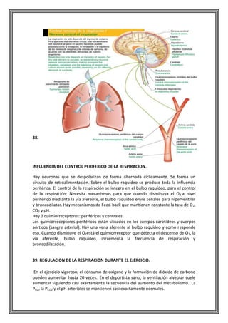 38.
INFLUENCIA DEL CONTROL PERIFERICO DE LA RESPIRACION.
Hay neuronas que se despolarizan de forma alternada cíclicamente. Se forma un
circuito de retroalimentación. Sobre el bulbo raquídeo se produce toda la influencia
periférica. El control de la respiración se integra en el bulbo raquídeo, para el control
de la respiración: Necesita mecanismos para que cuando disminuya el O2 a nivel
periférico mediante la vía aferente, el bulbo raquídeo envíe señales para hiperventilar
y broncodilatar. Hay mecanismos de Feed-back que mantienen constante la tasa de O2,
CO2 y pH.
Hay 2 quimiorreceptores: periféricos y centrales.
Los quimiorreceptores periféricos están situados en los cuerpos carotídeos y cuerpos
aórticos (sangre arterial). Hay una vena aferente al bulbo raquídeo y como responde
eso. Cuando disminuye el O2está el quimiorreceptor que detecta el descenso de O2, la
vía aferente, bulbo raquídeo, incrementa la frecuencia de respiración y
broncodilatación.
39. REGULACION DE LA RESPIRACION DURANTE EL EJERCICIO.
En el ejercicio vigoroso, el consumo de oxígeno y la formación de dióxido de carbono
pueden aumentar hasta 20 veces. En el deportista sano, la ventilación alveolar suele
aumentar siguiendo casi exactamente la secuencia del aumento del metabolismo. La
PO2, la PCO2 y el pH arteriales se mantienen casi exactamente normales.
 