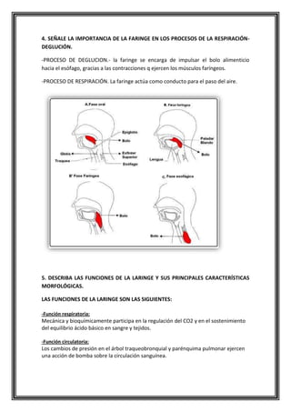 4. SEÑALE LA IMPORTANCIA DE LA FARINGE EN LOS PROCESOS DE LA RESPIRACIÓN-
DEGLUCIÓN.
-PROCESO DE DEGLUCION.- la faringe se encarga de impulsar el bolo alimenticio
hacia el esófago, gracias a las contracciones q ejercen los músculos faríngeos.
-PROCESO DE RESPIRACIÓN. La faringe actúa como conducto para el paso del aire.
5. DESCRIBA LAS FUNCIONES DE LA LARINGE Y SUS PRINCIPALES CARACTERÍSTICAS
MORFOLÓGICAS.
LAS FUNCIONES DE LA LARINGE SON LAS SIGUIENTES:
-Función respiratoria:
Mecánica y bioquímicamente participa en la regulación del CO2 y en el sostenimiento
del equilibrio ácido básico en sangre y tejidos.
-Función circulatoria:
Los cambios de presión en el árbol traqueobronquial y parénquima pulmonar ejercen
una acción de bomba sobre la circulación sanguínea.
 