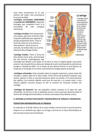 Cuyo lomo prominencia en la cara
anterior del cuello. Esta prominencia
Es la nuez de Adán.
-Cartílagos corniculados (SANTORINI)
y cuneiformes (WRISBERG): Pequeños
cartílagos que completan entre sí la
articulación de este complejo
mecanismo.
-Cartílago cricoides: Está sobrepuesto
a la tráquea, vale decir el primer anillo
traqueal modificado para soportar la
laringe propiamente dicha. Tiene la
forma de anillo con arco anterior y
sello posterior. Sobre el arco se
articulan, de ambos lados, los cuernos
inferiores del cartílago tiroides.
-Cartílago tiroides: Tiene la forma de
libro abierto hacia atrás, está formado
por dos láminas cuadrangulares que
convergen por delante y por abajo. En el varón se unen en ángulo agudo, cuyo punto
anterior más elevado forma relieve por debajo de la piel constituyendo la prominencia
laríngea o "bocado de Adán". En la mayor las dos láminas forman un arco abierto, de
modo que al converger en el centro, la prominencia laríngea apenas se percibe.
-Cartílagos aritenoides: Están situados sobre los ángulos superiores o parte ancha del
cricoides a ambos lados de la línea media. Tienen forma de pirámide triangular cuyo
vértice superior es libre y cuya base descansa sobre el cricoides. En la base presenta
dos apófisis. Una anterior Apófisis vocal que da inserción a la cuerda vocal, y otra
externa Apófisis muscular porque en ella se insertan los músculos motores del
cartílago.
-Cartílagos de Santorini: Son dos pequeños núcleos situados en el ápice de cada
aritenoides. Su forma es la de un pequeño cuerno o cono cuya base descansa sobre el
vértice del cartílago del aritenoides y su vértice encorvados hacia delante y atrás.
6. DESCRIBA LA ESTRUCTURA MACRO Y MICROSCÓPICA DE TRÁQUEA Y BRONQUIOS.
ESTRUCTURA MACROSCOPICA DE LA TRAQUEA
Se extiende en el borde inferior de la sexta vértebra cervical hasta la quinta dorsal la
tráquea es un conducto que sigue a la laringe y termina en el tórax bifurcándose en
dos estructuras que son los bronquios.
 